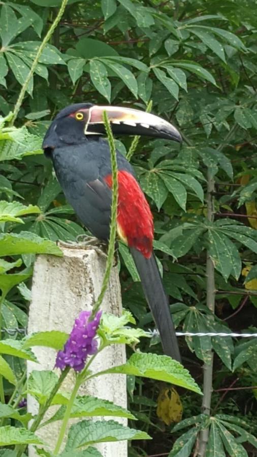 Villa Ceiba La Fortuna Dış mekan fotoğraf