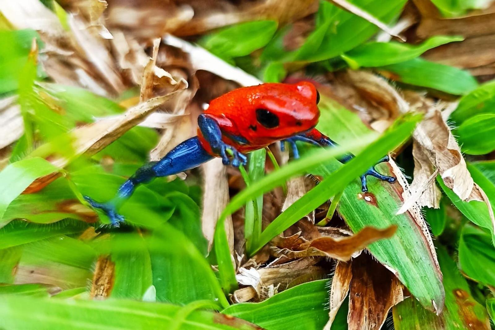 Villa Ceiba La Fortuna Dış mekan fotoğraf
