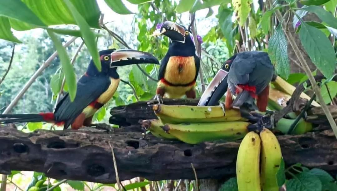 Villa Ceiba La Fortuna Dış mekan fotoğraf