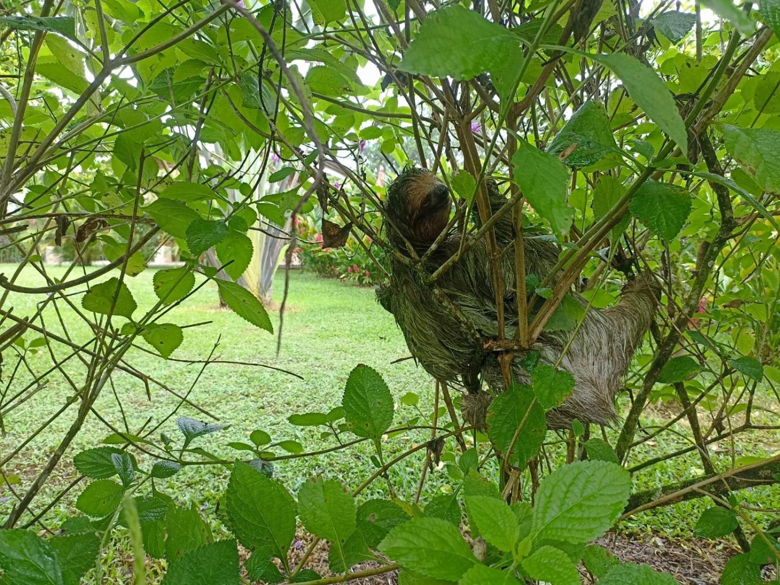 Villa Ceiba La Fortuna Dış mekan fotoğraf